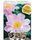 Haveskolen - trin for trin - Stauder - DVD - NY